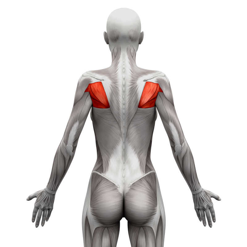 白色3D插图下的圆肌解剖肌肉