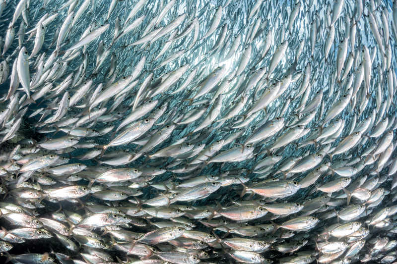 海底热带沙丁鱼鱼群