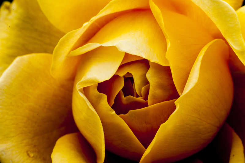 张开的黄色玫瑰