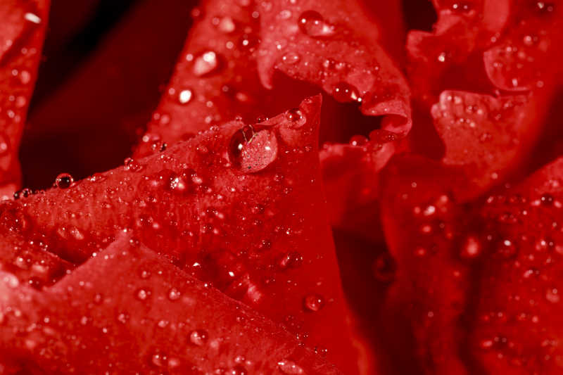 红色玫瑰花瓣上的露珠