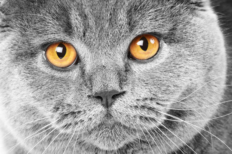 灰色猫咪肖像