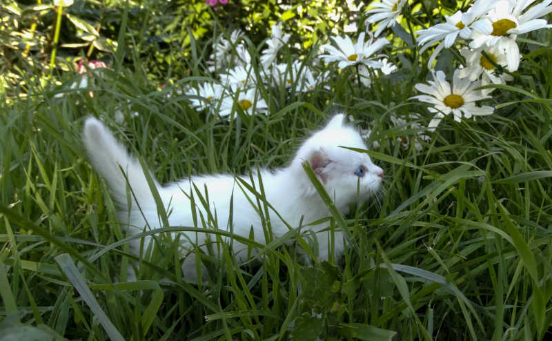 草丛中的猫咪