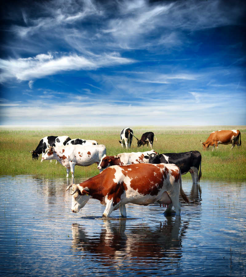 蓝天白云下在草原溪边喝水的奶牛