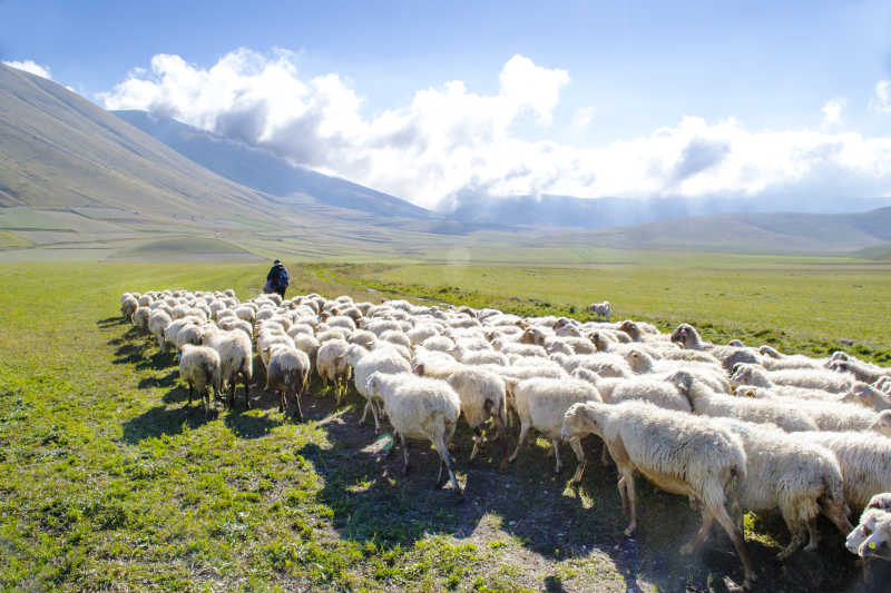 在山上放牧的羊群