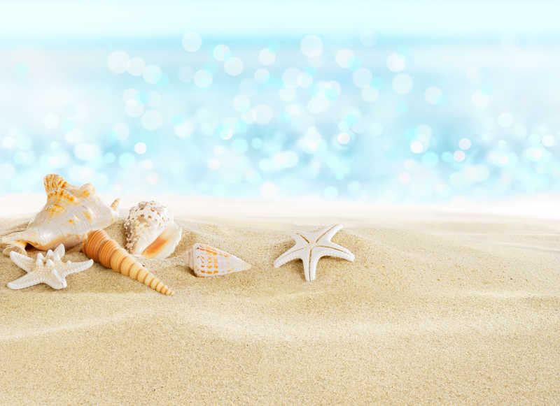 海滩上的贝壳和海星