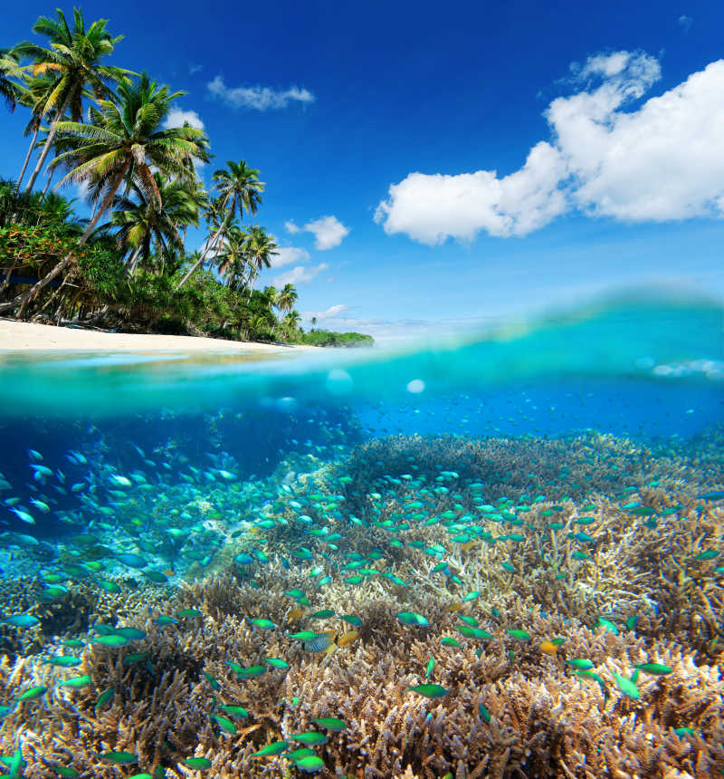 热带海洋的珊瑚礁