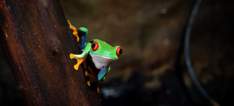 颜色鲜艳的红眼树蛙
