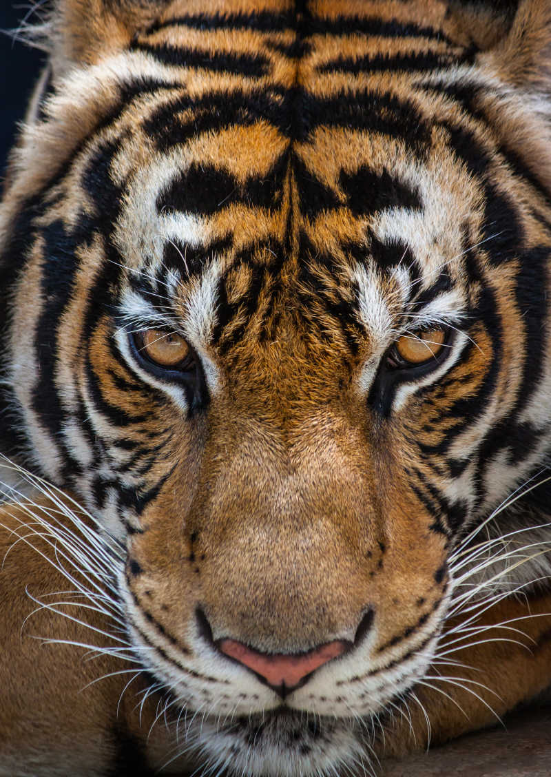 眼神愤怒的老虎
