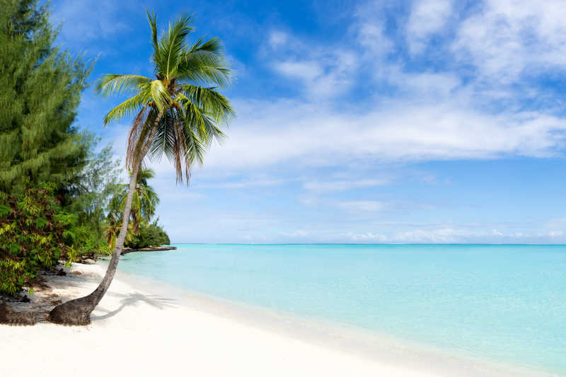 海边沙滩上的椰树