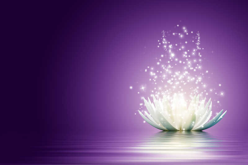 紫色背景下的白莲花散发着光