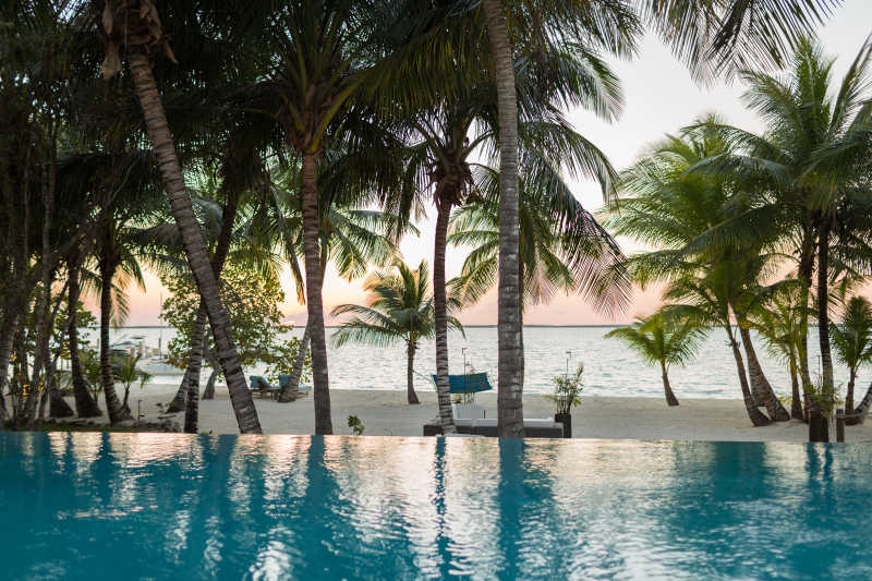 热带海滩游泳池旁边的茂盛的棕榈树