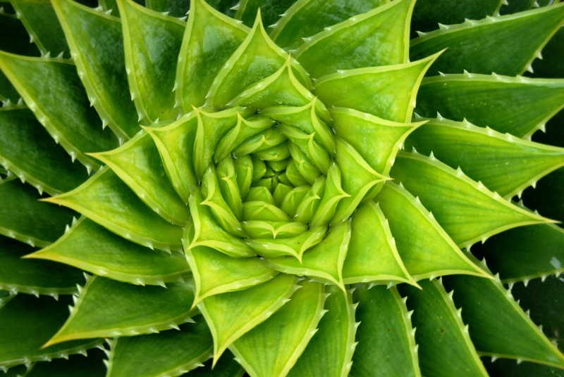 鲜艳的绿色螺旋形状芦荟植物