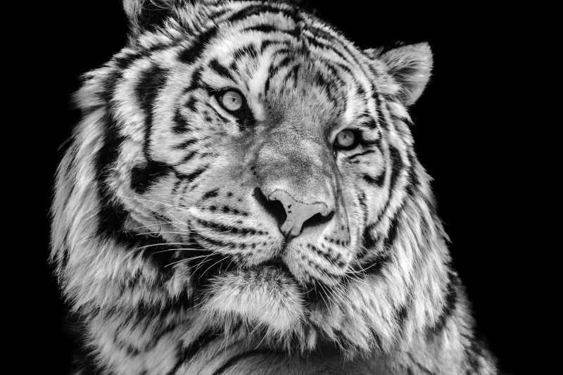 黑白的老虎肖像