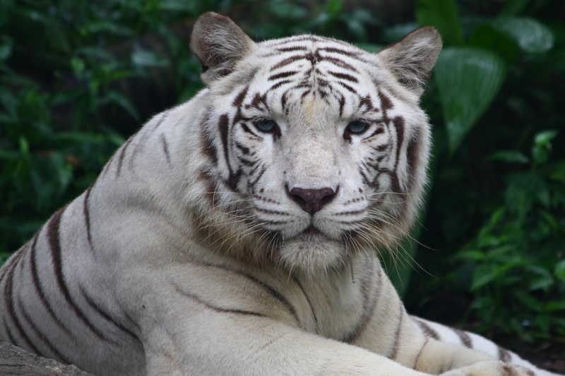 森林里的白色老虎