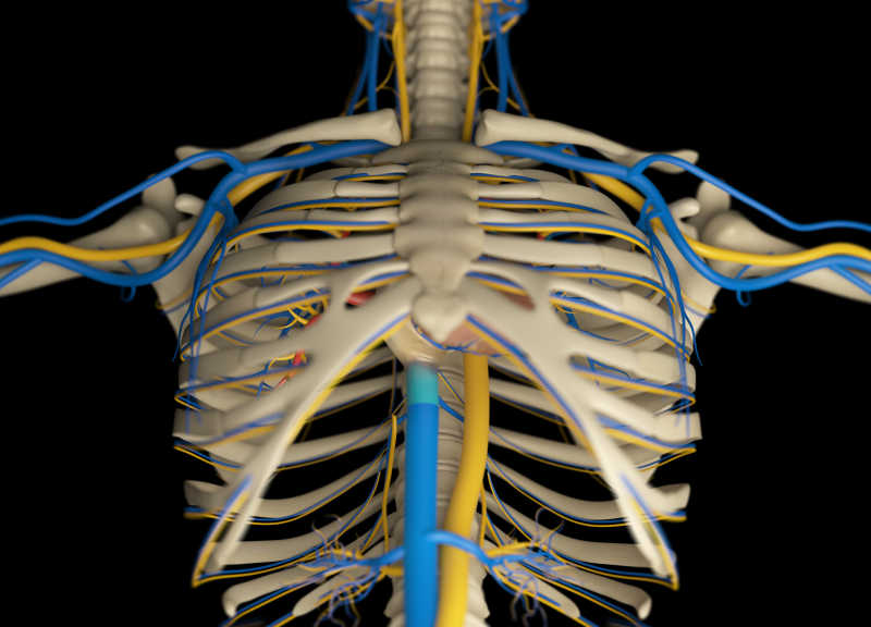 人体骨骼和血管系统