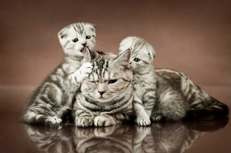 可爱的猫妈妈与两只小猫