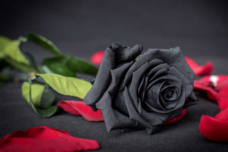 黑色玫瑰与红色花瓣