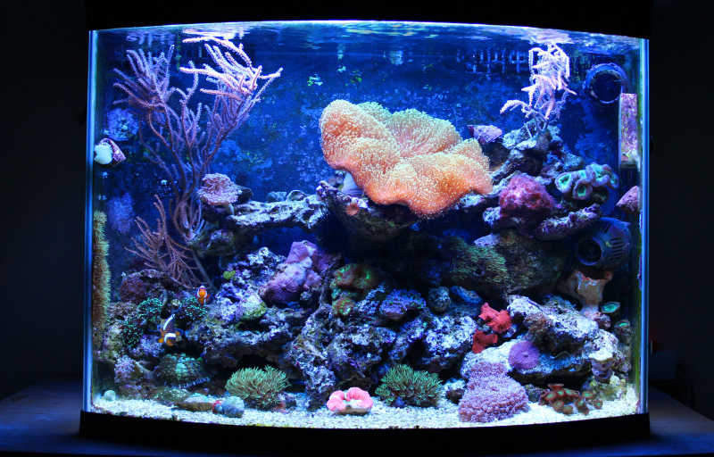 微型珊瑚礁水族馆