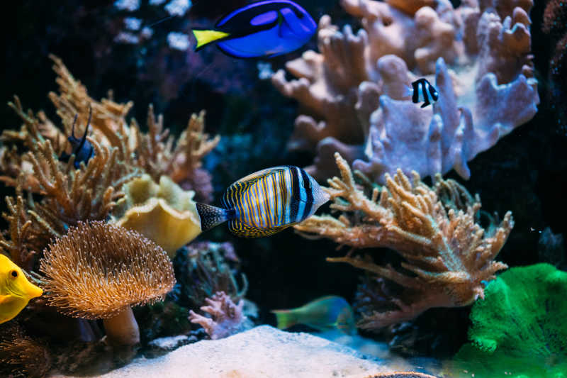 水族馆里的热带海鱼和珊瑚