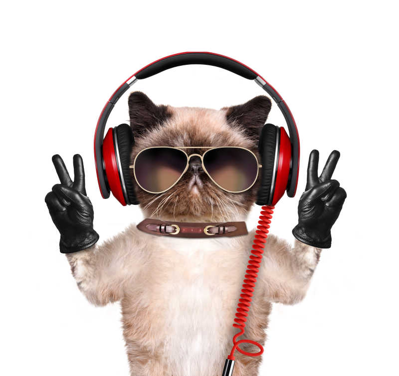 戴着黑红色耳机听音乐的猫