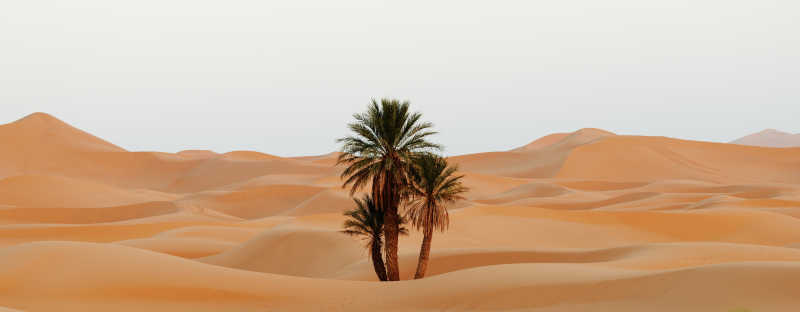 干旱缺水的沙漠