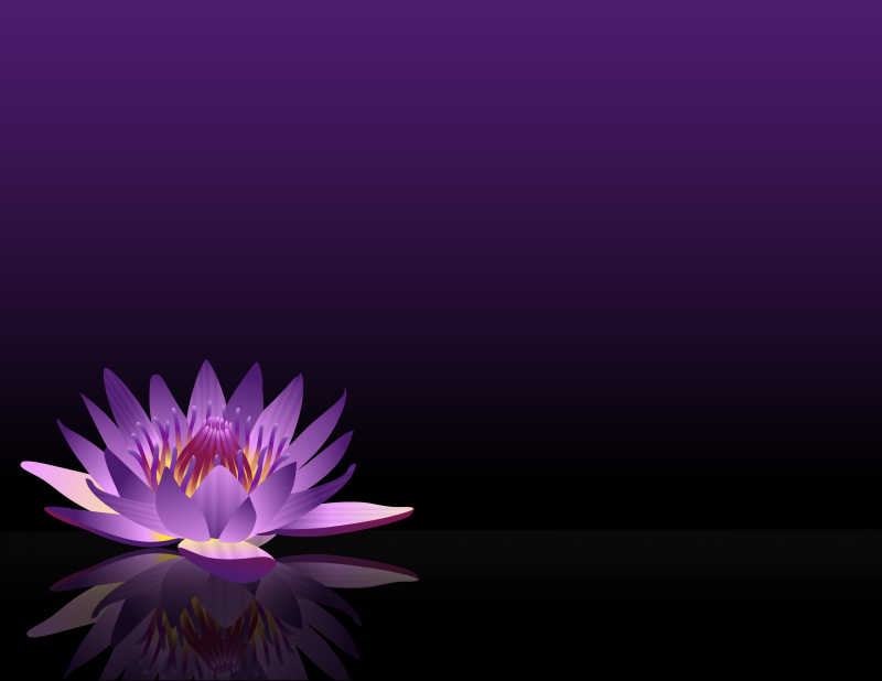 紫色和黑色上的一朵紫色莲花
