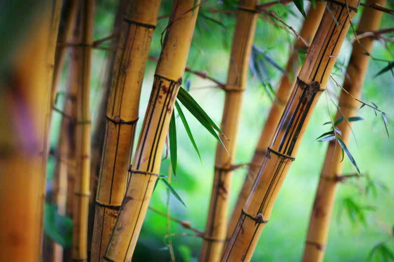 竹林中的竹子