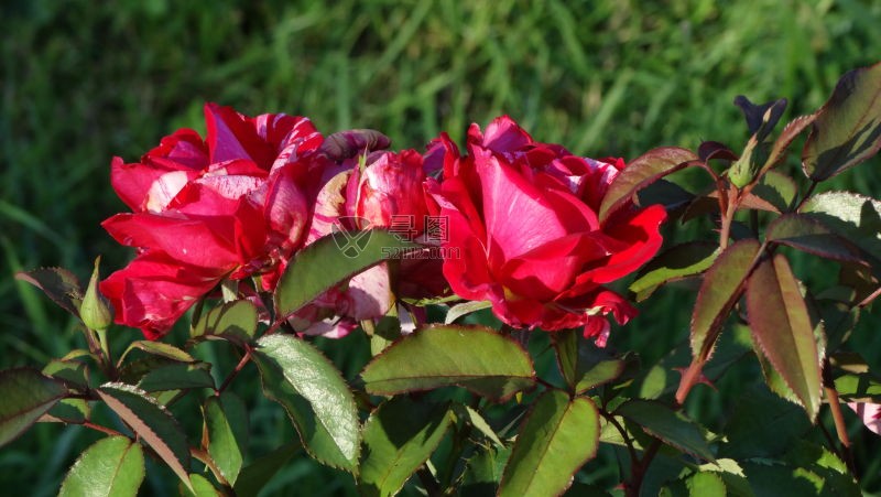 阳光照耀下的花园里的玫瑰