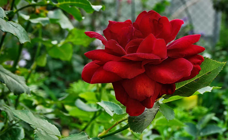 鲜艳娇贵的红色玫瑰