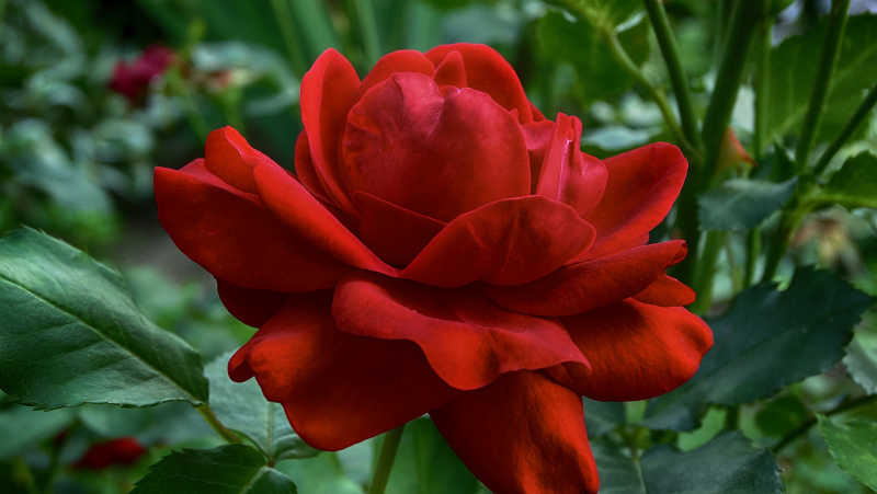美丽绽放的红色玫瑰