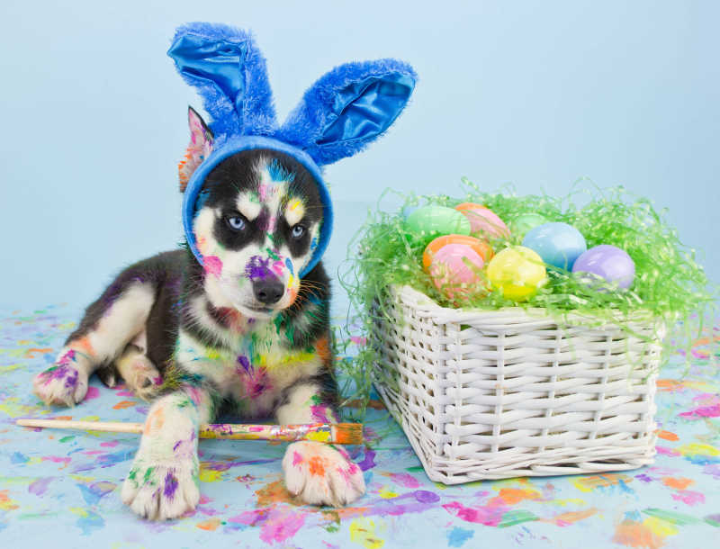 蓝色背景上带兔耳朵的哈士奇和旁边的彩蛋