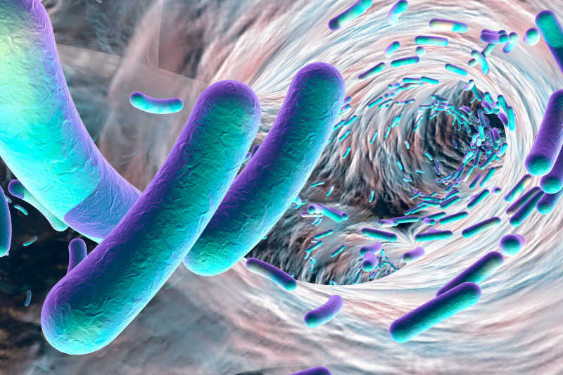 蓝色杆状细菌