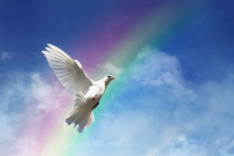 蓝天中自由的和平鸽