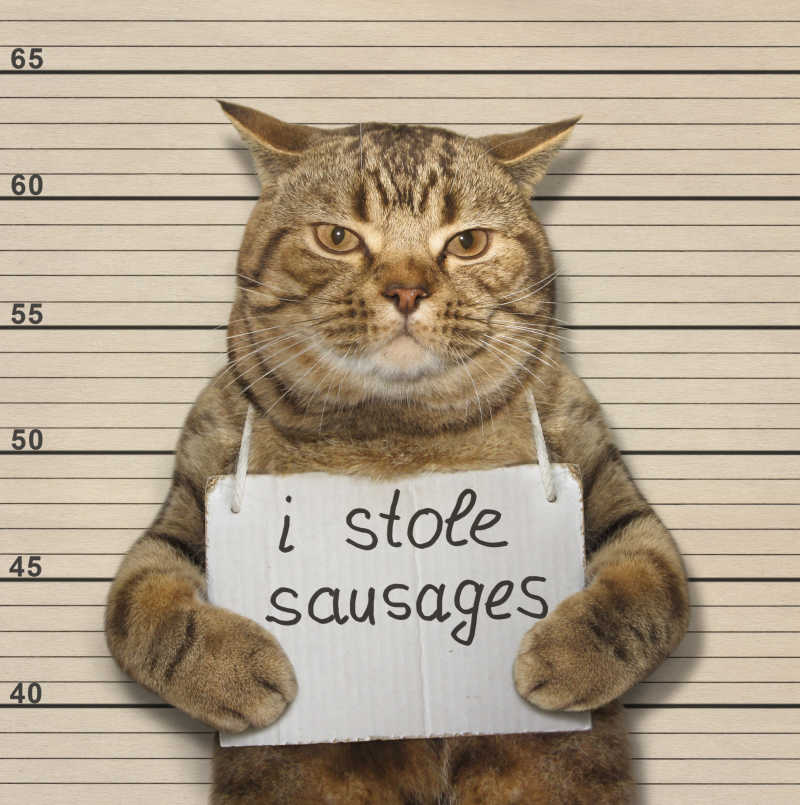 一只苏格兰直猫被判偷香肠