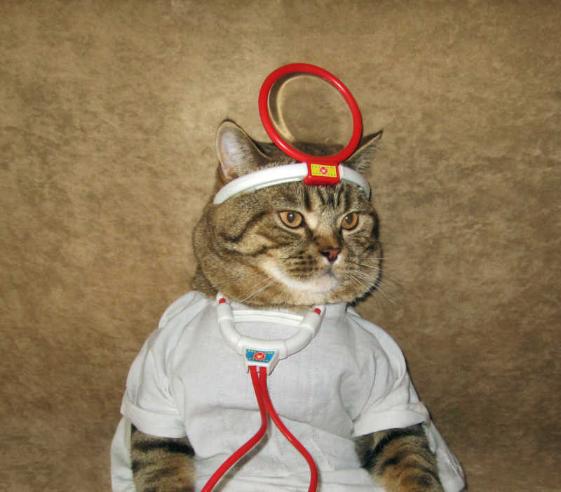 猫看起来像个真正的医生