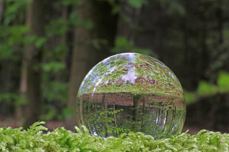 水晶球里的绿色森林风景