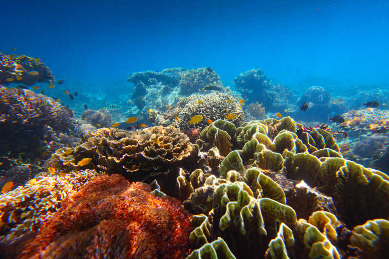 神奇美丽的海底世界的暗礁