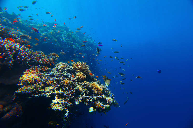 美丽的海底世界的暗礁和鱼群