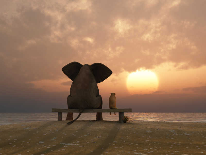 夕阳下的大象和狗坐在夏天的海滩上