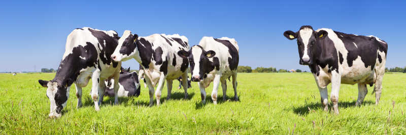 农场草地上的奶牛