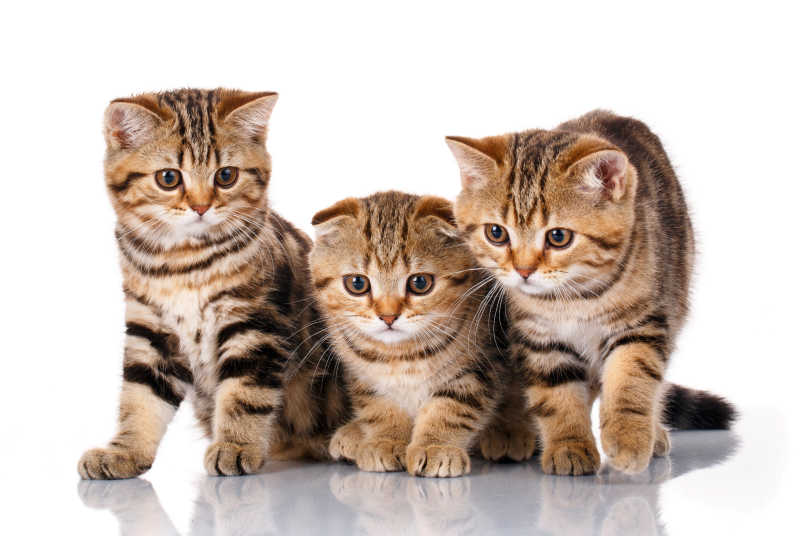 三只可爱的条纹小猫