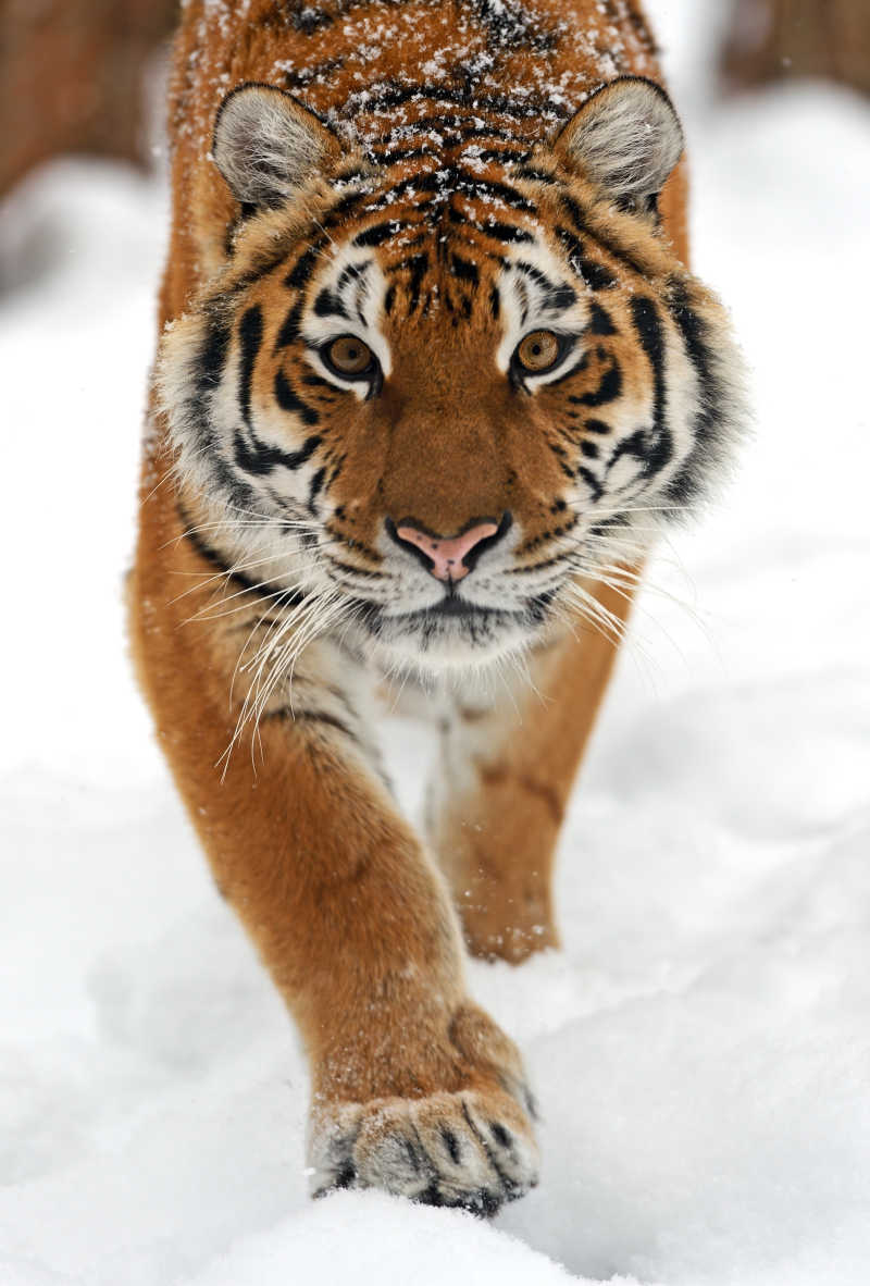 雪地上行走的老虎