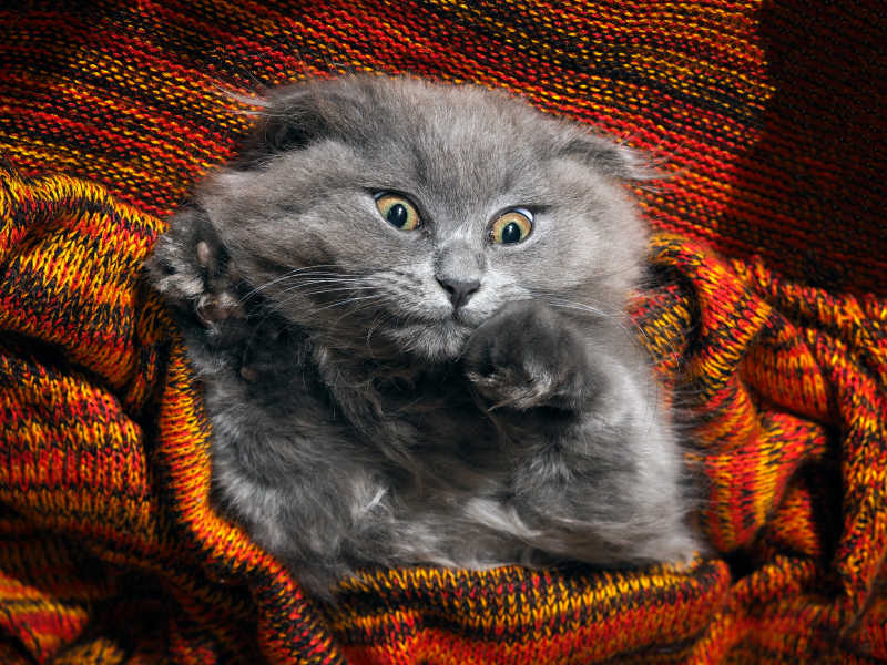 藏在红色毯子里伸出爪子做害怕表情的英国短毛猫