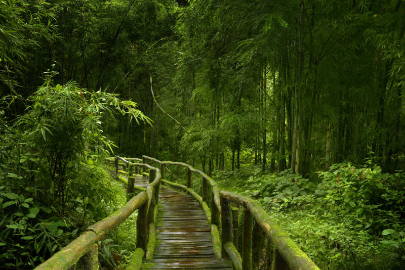 亚洲热带雨林