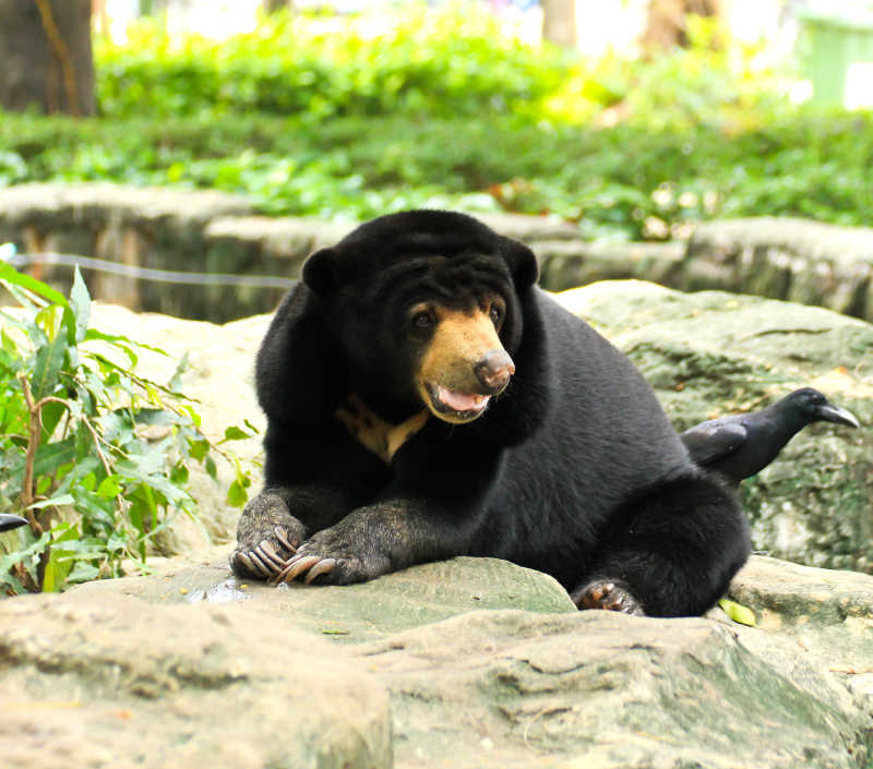 动物园里饲养的马来熊