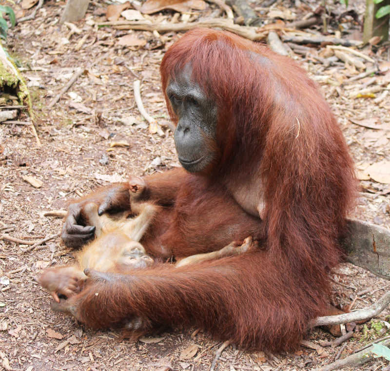 小猩猩与妈妈一起玩耍