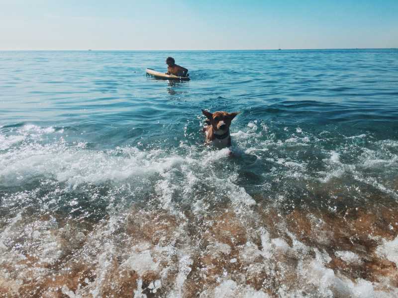 在海边冲浪的人和狗