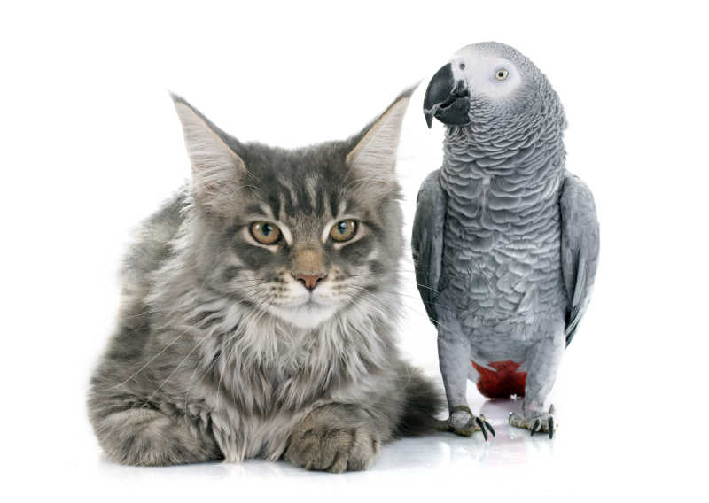 宠物猫咪与灰色鹦鹉