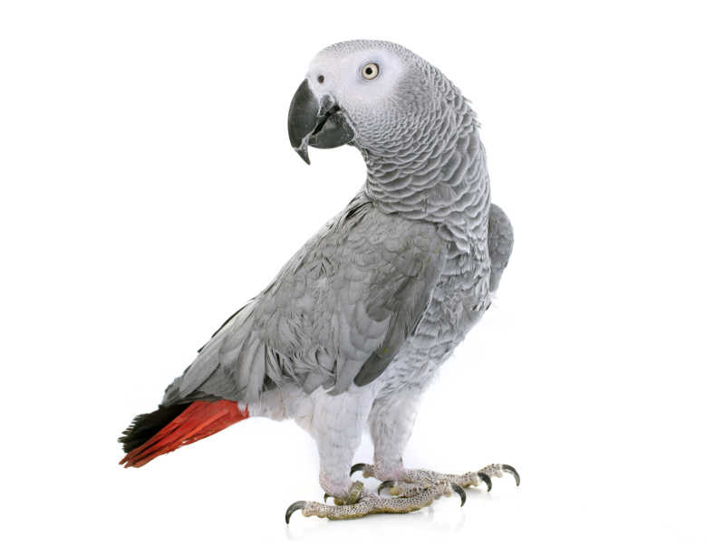 白色背景上红色尾巴的灰色鹦鹉