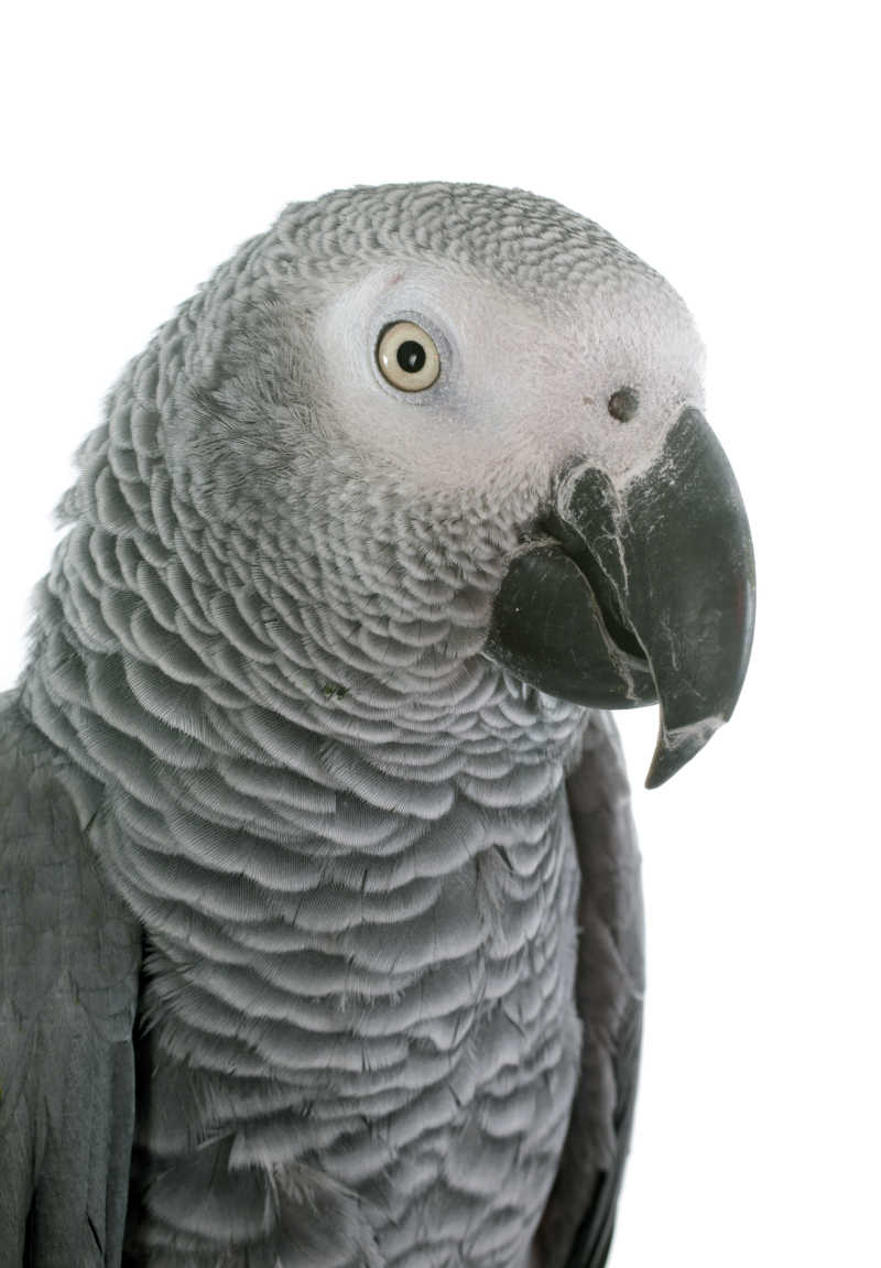 灰色鹦鹉肖像